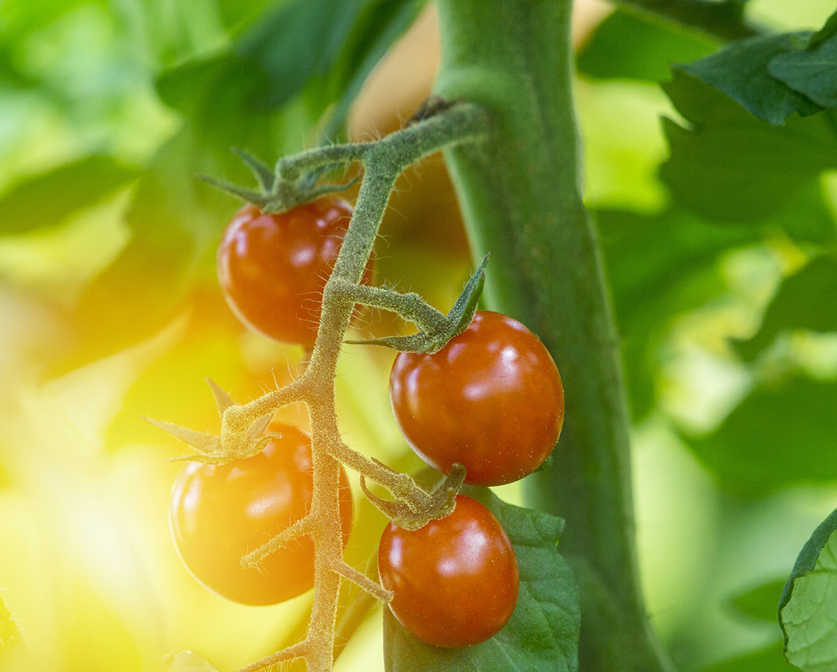 Исследование рынка томатов и огурцов ДФО